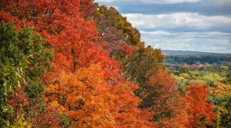 trees in autumn fall Methuen, Massachusetts