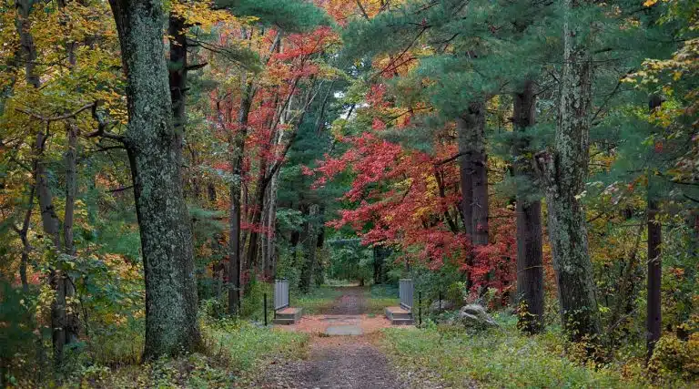 forest in Taunton, Massachusetts