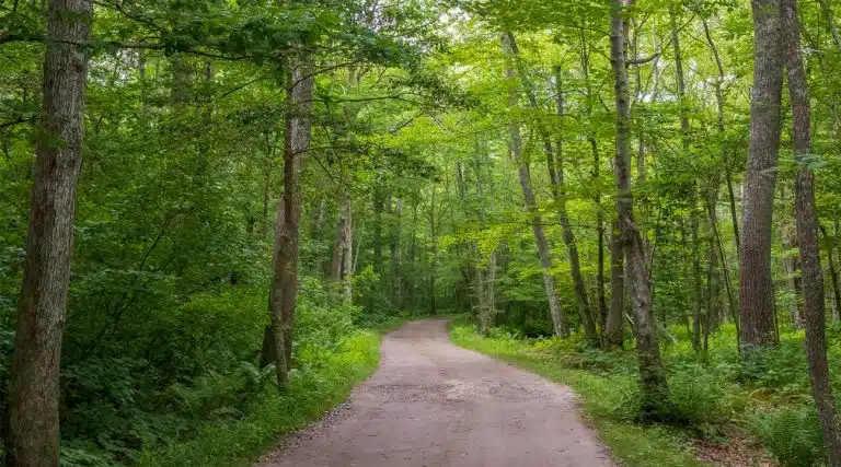 hiking trail through the woods near Coventry, Rhode Island