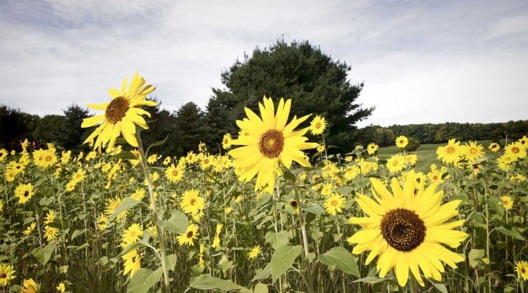 field of sunflowers near Guilderland, New York