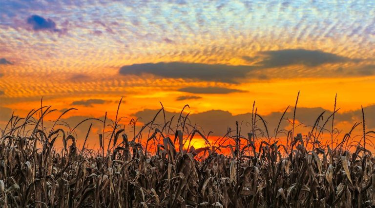 Indiana sky over a cornfield at sunset
