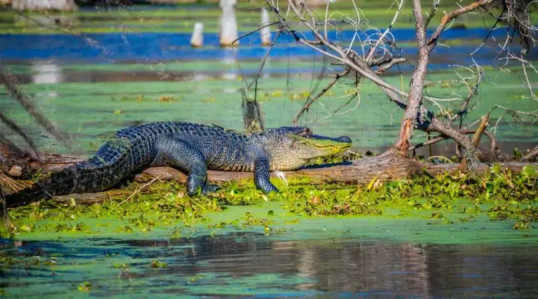 alligator or crocodile in on a. log in a swamp in Louisiana
