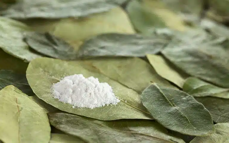 How Cocaine Is Made | Cocaine Plant