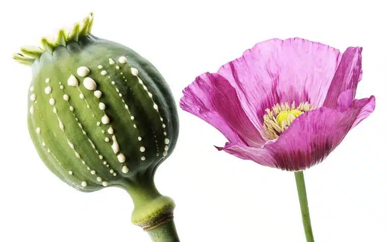 How Heroin Is Made | From Poppy Plant To Illicit Drug