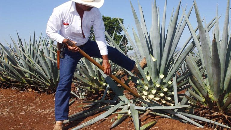 How Tequila Is Made | Ingredients & Production