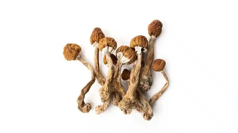 How Long Do Shrooms Stay In Your System?
