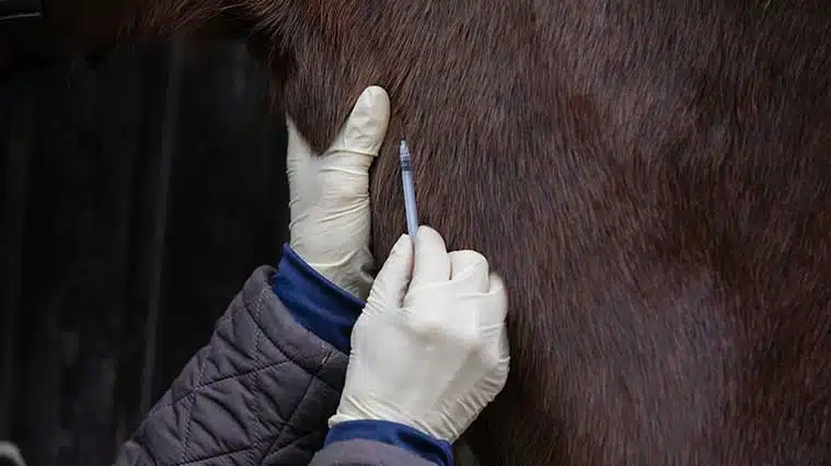 veterinarian injecting a horse with a tranquilizer - Ketamine Horse Tranquilizer | Myths Vs. Facts