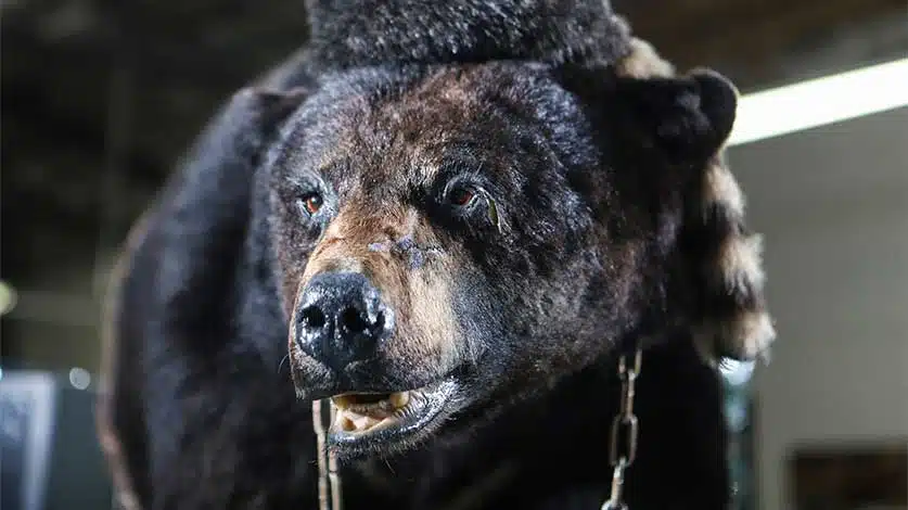 Original Cocaine Bear - The True Story Of Cocaine Bear | Official Trailer, Release Date, & More